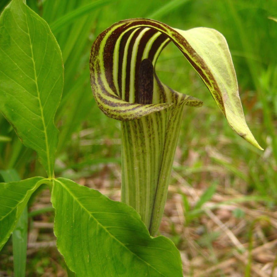 Arisaema speciosum