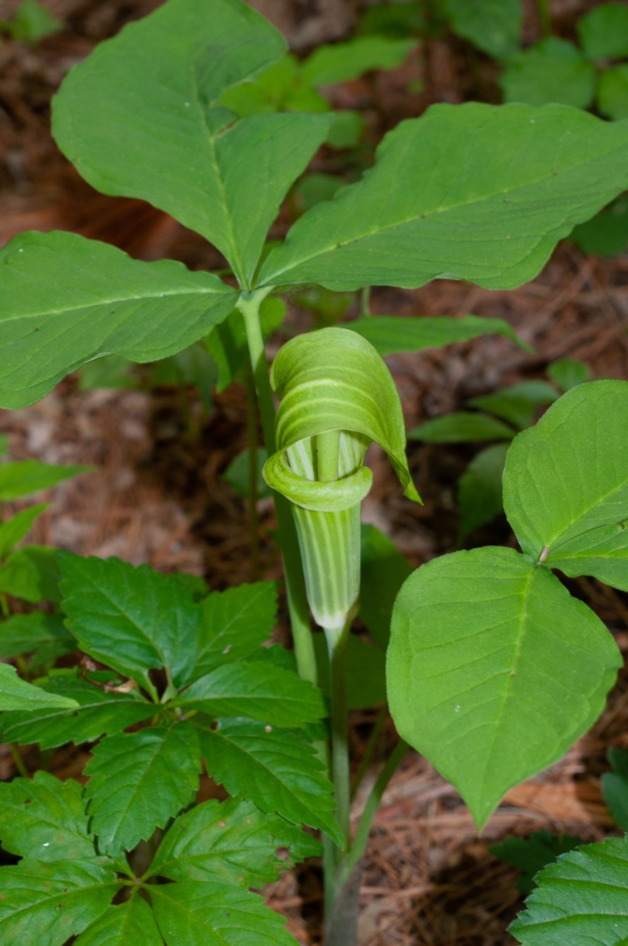 Аризема франше