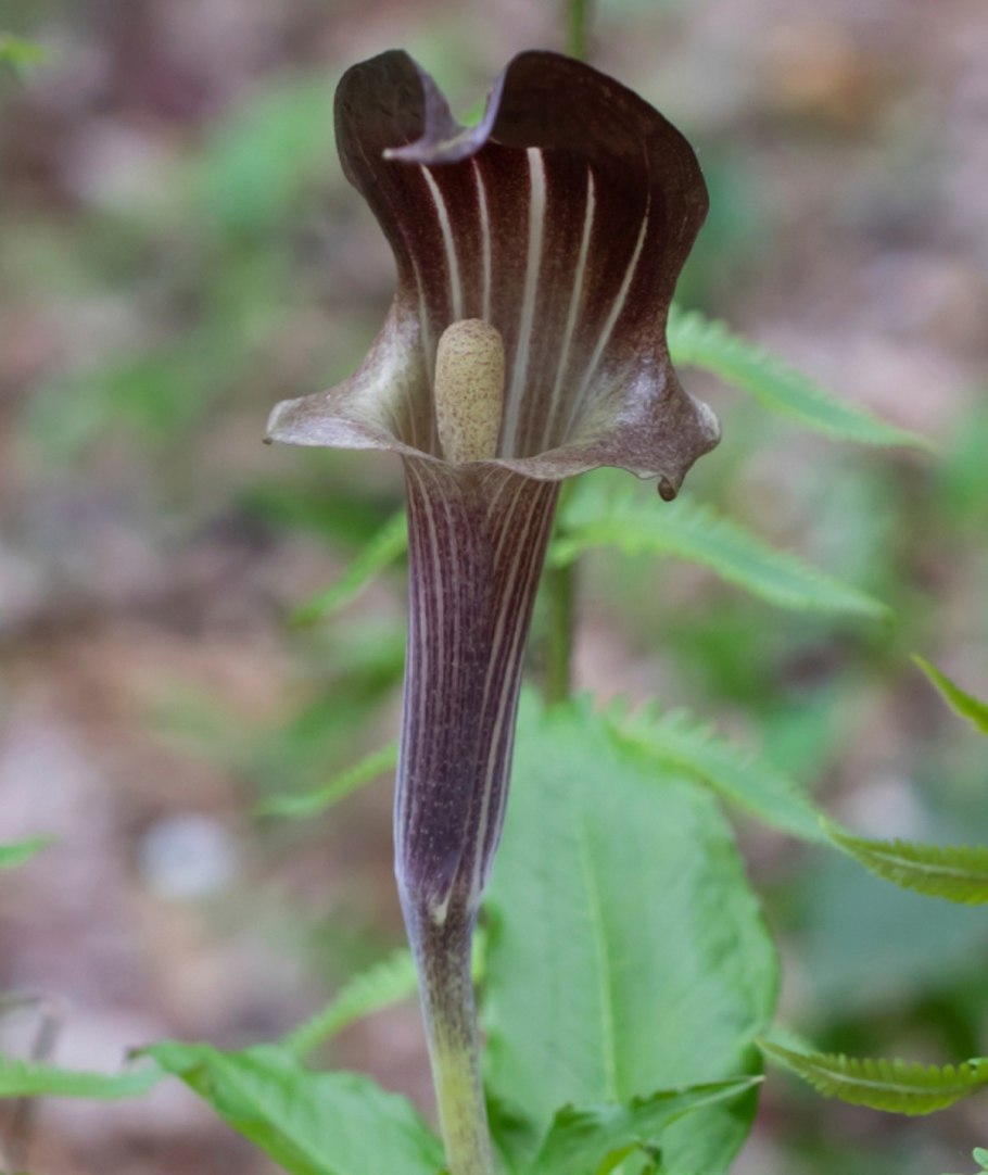 Аризема трехлисточковая