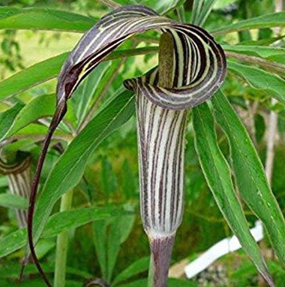 Аризема ciliatum var liubaense