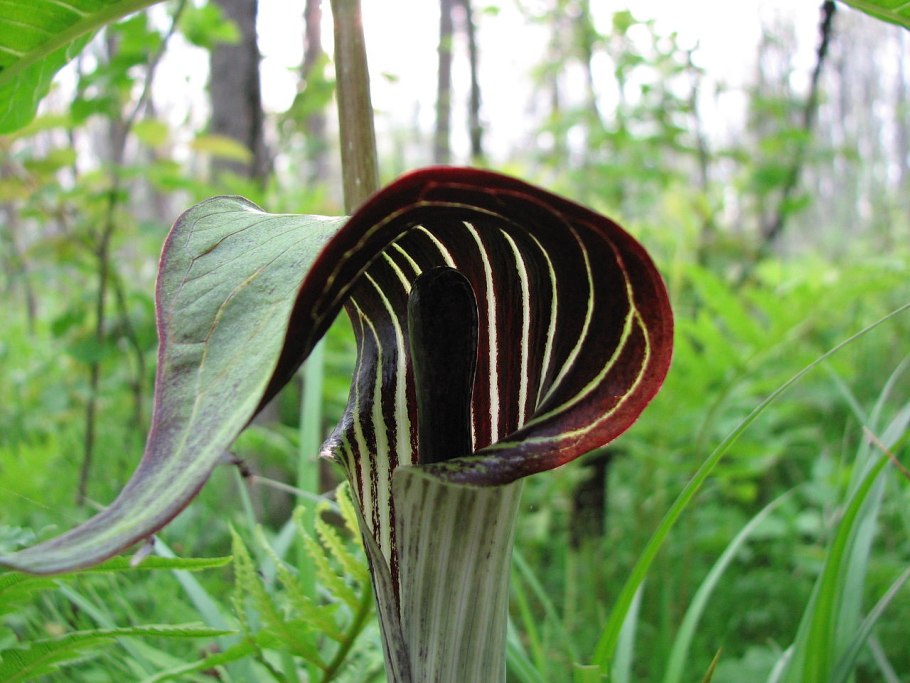 Аризема амурская