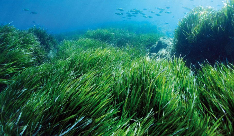 Посидония океаническая
