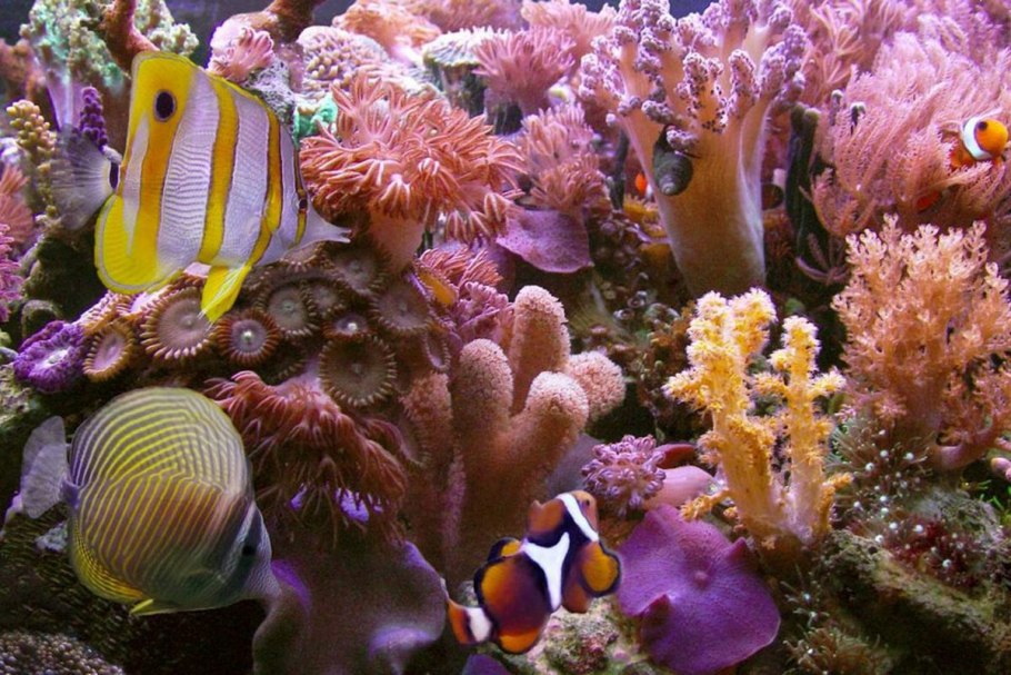 Бурые водоросли макроцистис