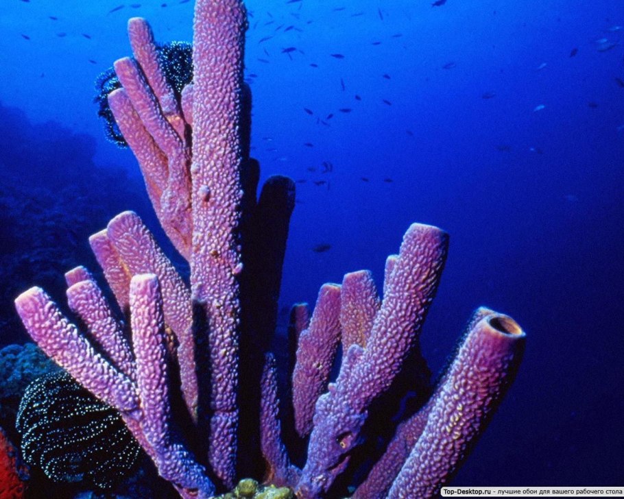 Роберт Коуп: коралловые рифы