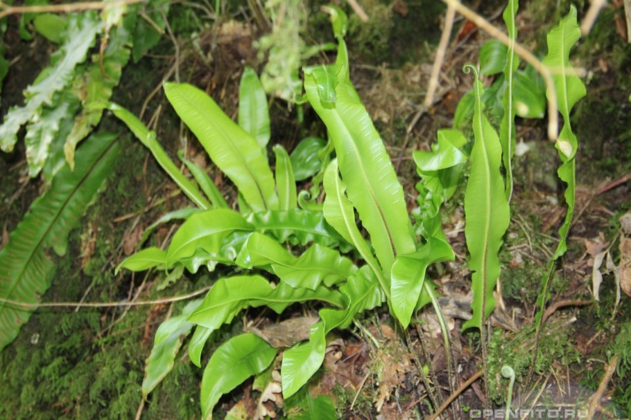 Адриана Чечик Gabriella Paltrova