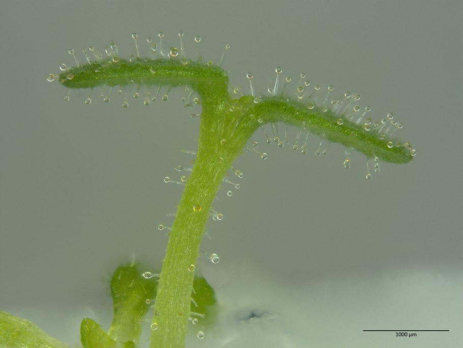 Материнская плата MSI 865gvm2-LS