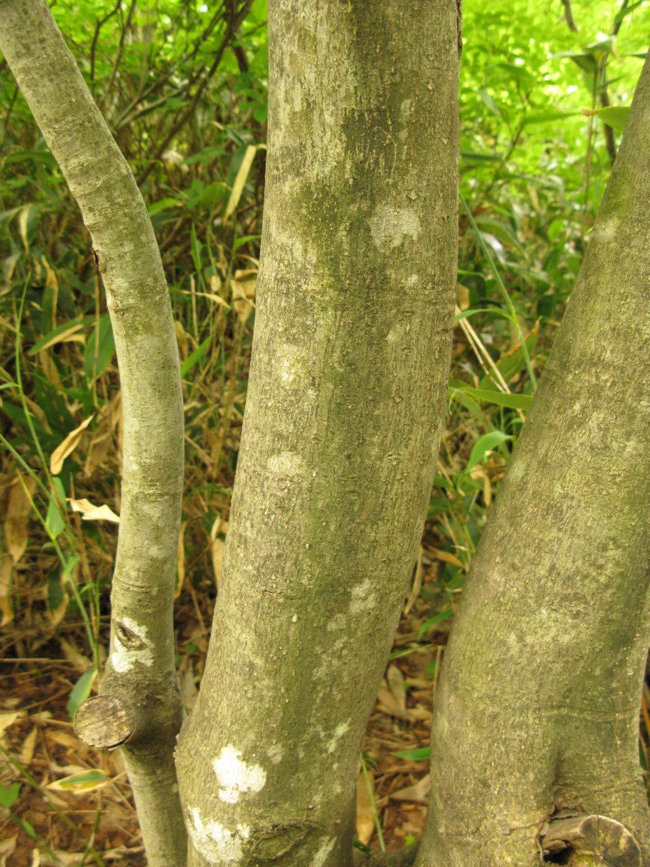 Троходендрон аралиевидный