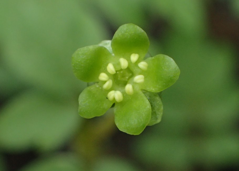 Adoxa moschatellina