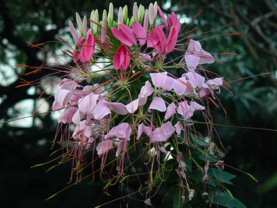 Растение карие цветок