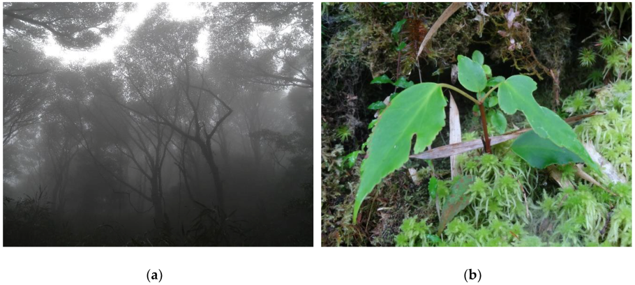 Троходендроцветные