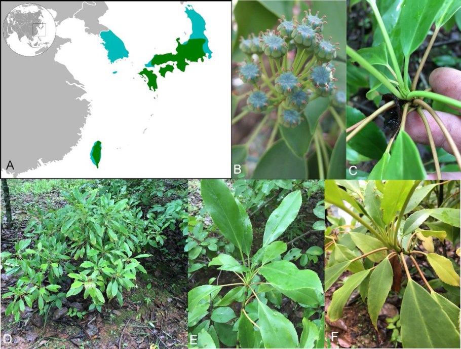 Lactoris fernandeziana