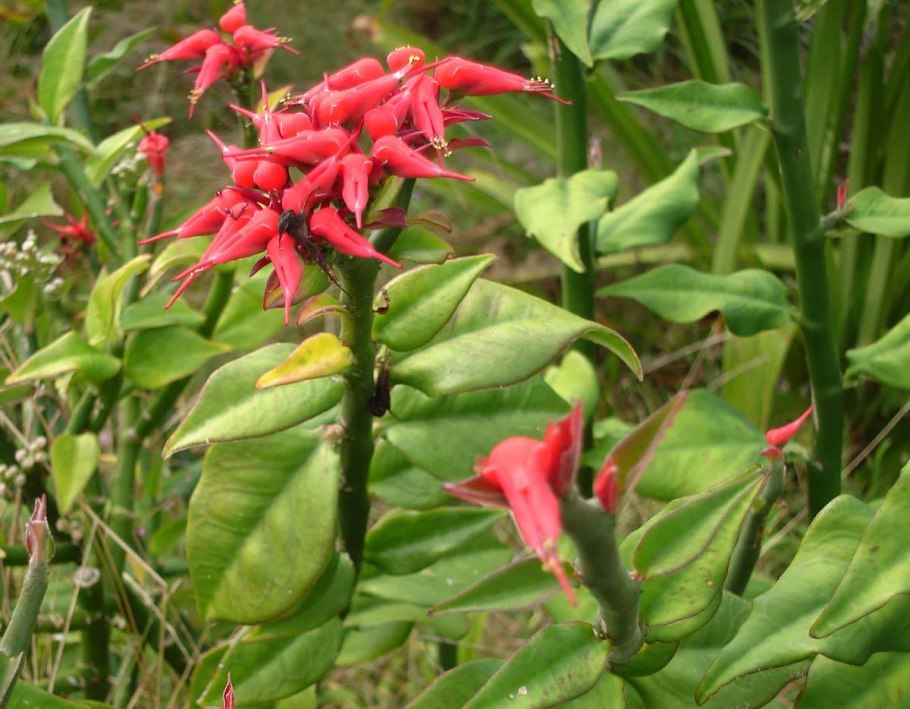 Euphorbia tithymaloides