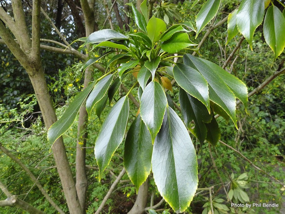 Trochodendron aralioides