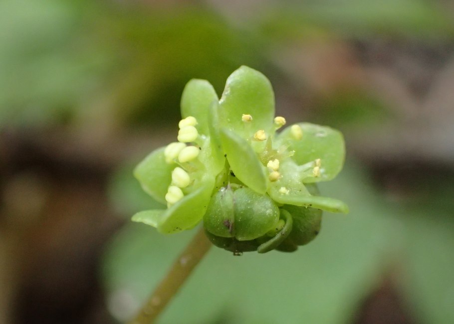 Питтоспорум Тобира (Pittosporum Tobira),