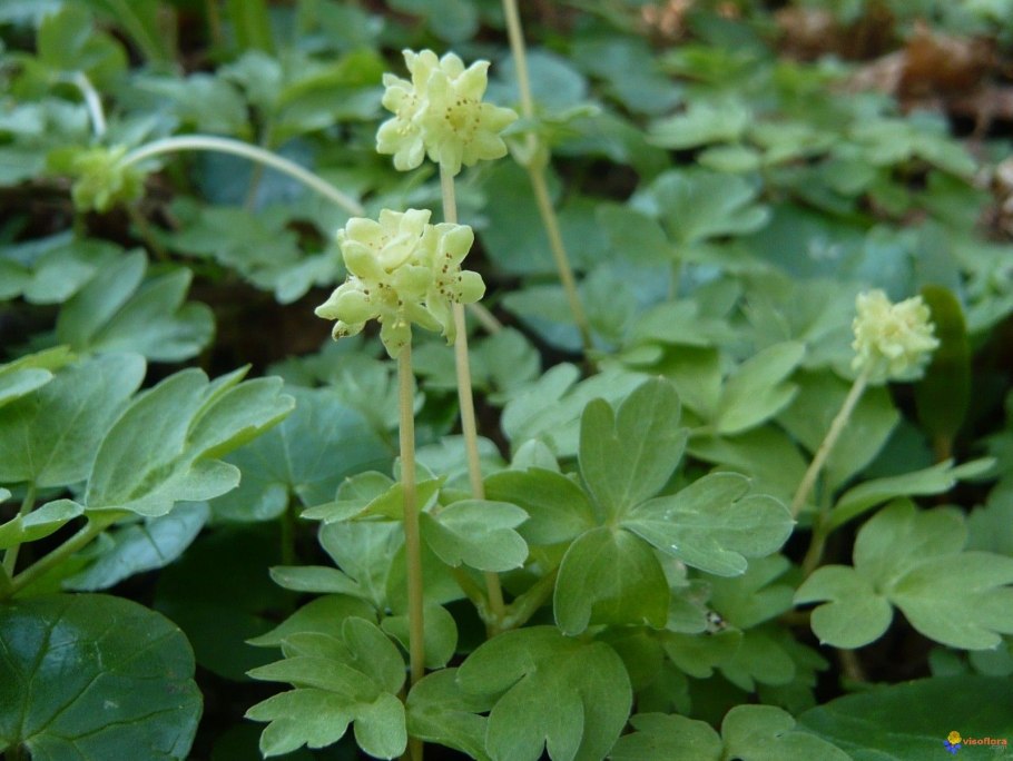 Streblorrhiza speciosa