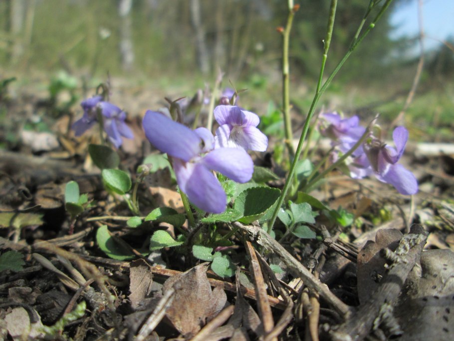 Оленник ривинуса