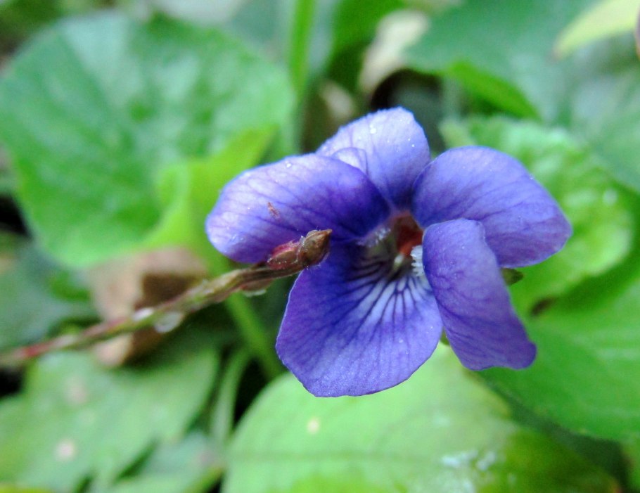 Viola ircutiana