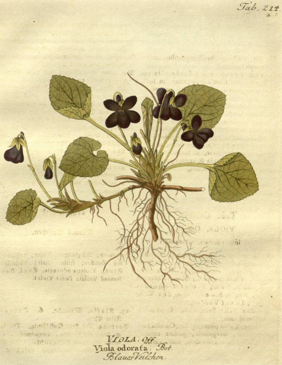 Ботаническая живопись фиалки