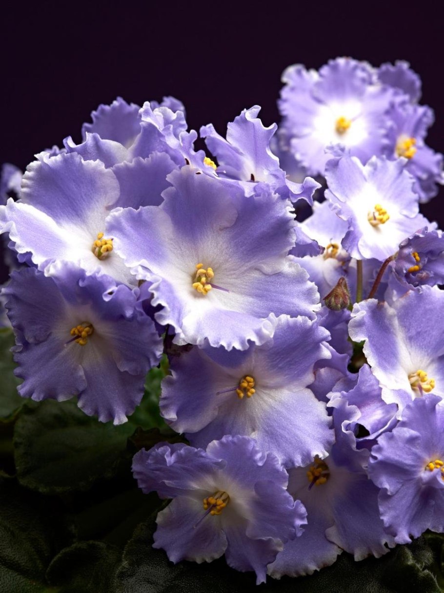 Фиалка lyon's lavender magic