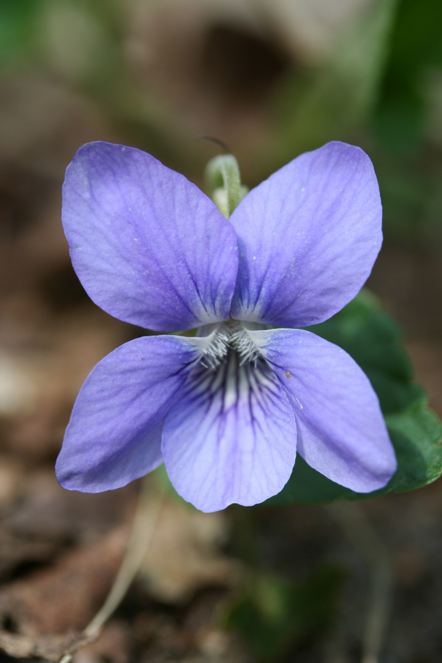 Фиалка ривинуса (Viola riviniana)