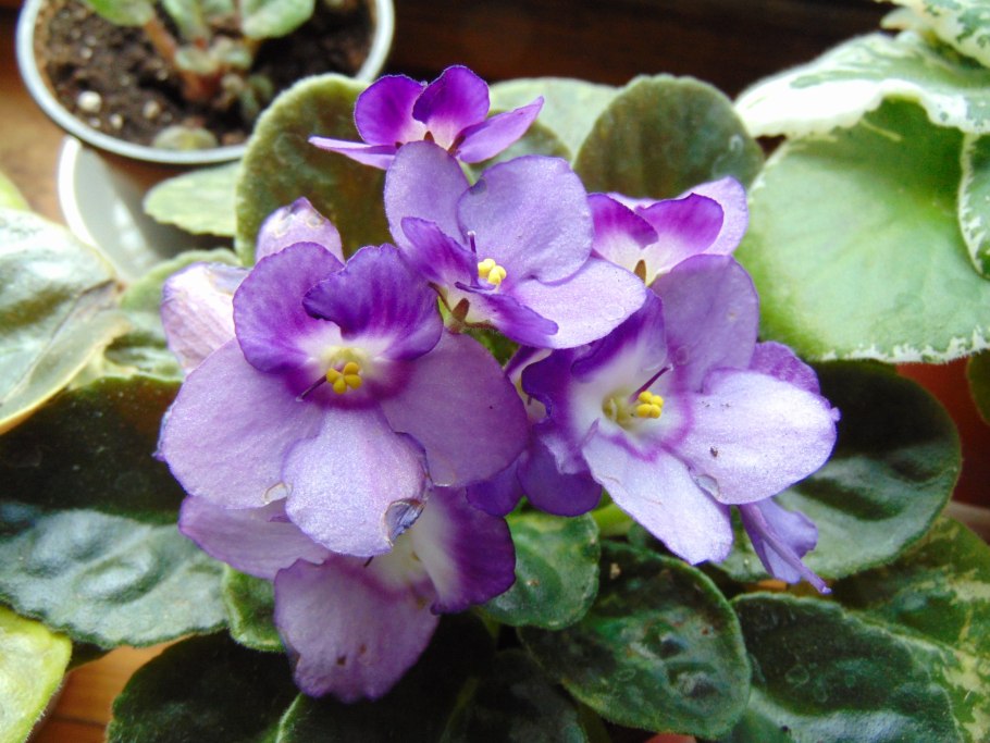 Фиалка lavender rage