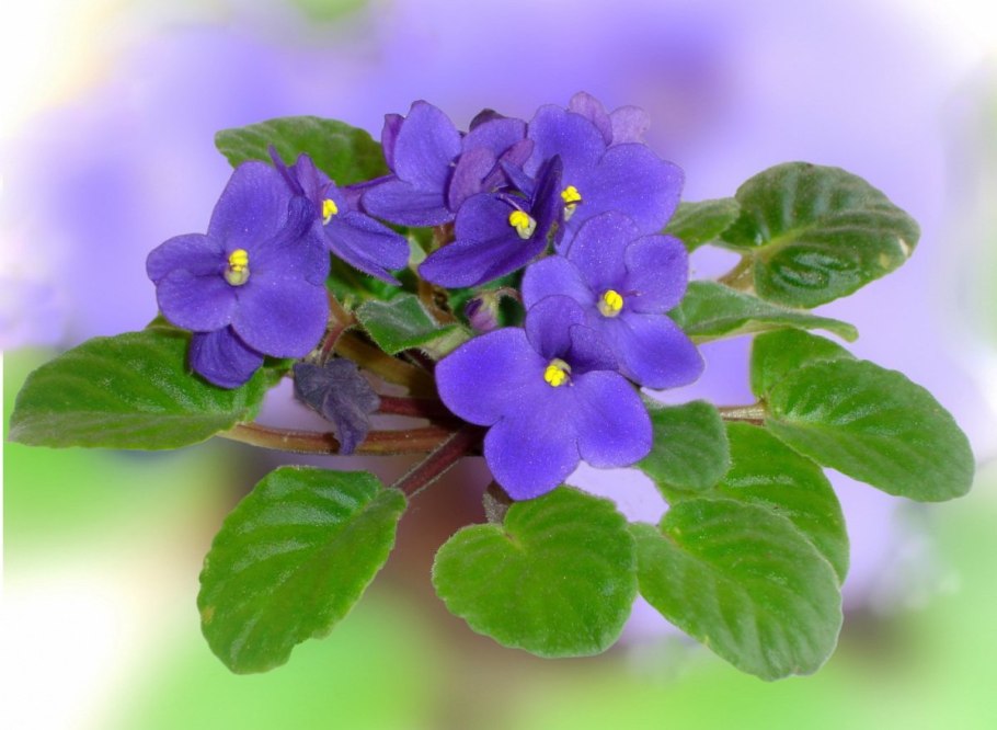 Saintpaulia ionantha London