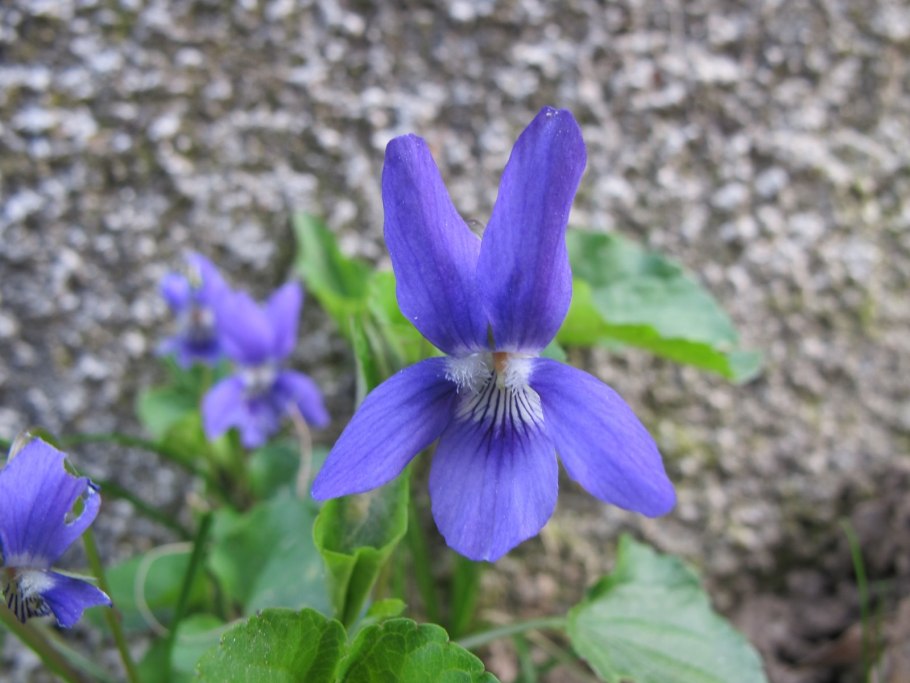 Common Dog Violet