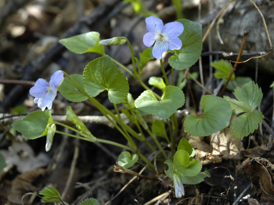 Viola riviniana