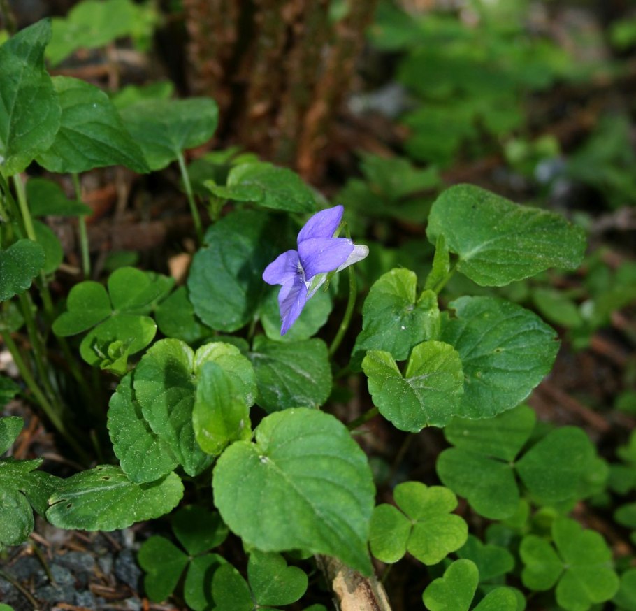 Viola riviniana