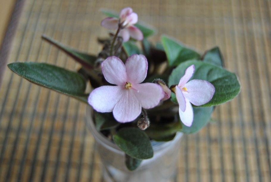 Фиалка дюймовочка мини