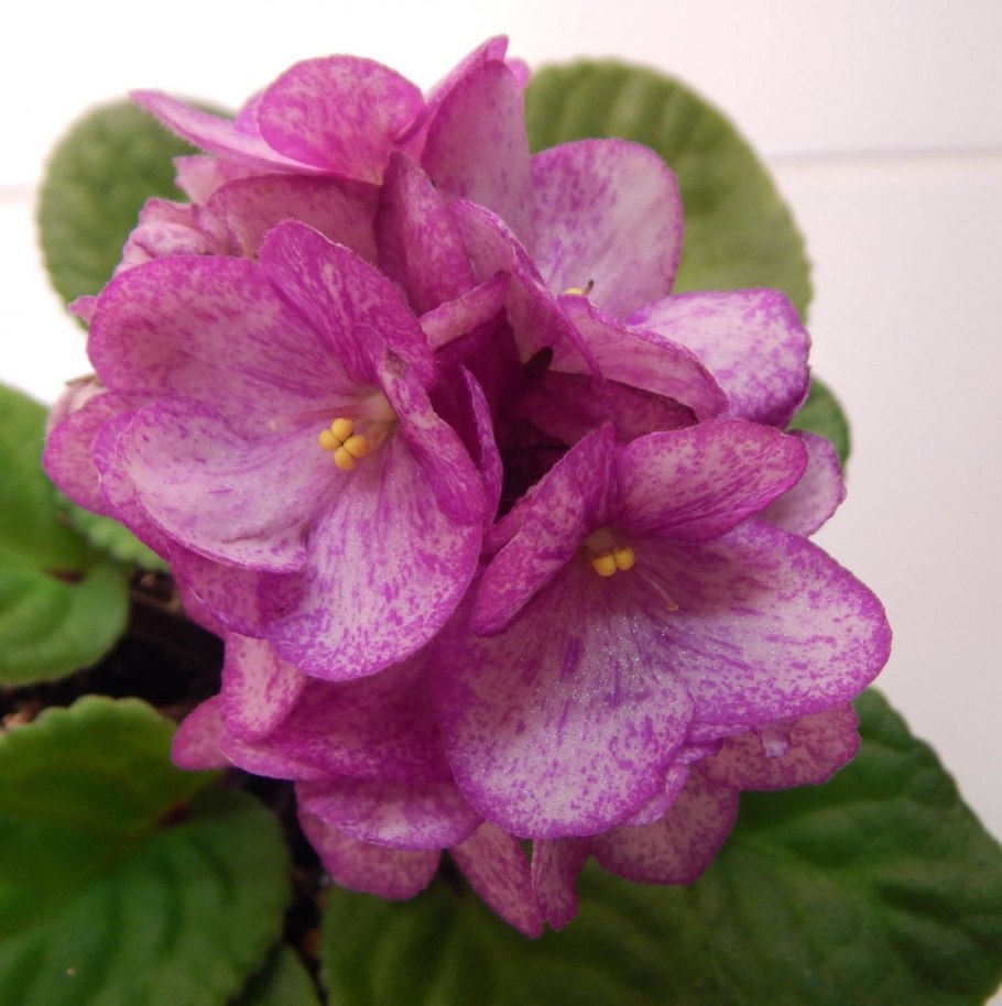 Фиалка мишель