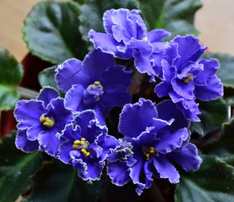 Фиалка кок кель химера