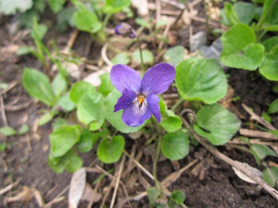 Фиалка и руля