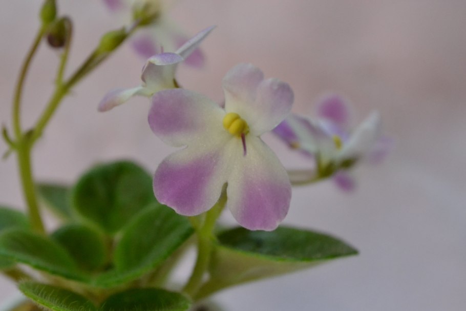 Фиалка morgan's maeves blush