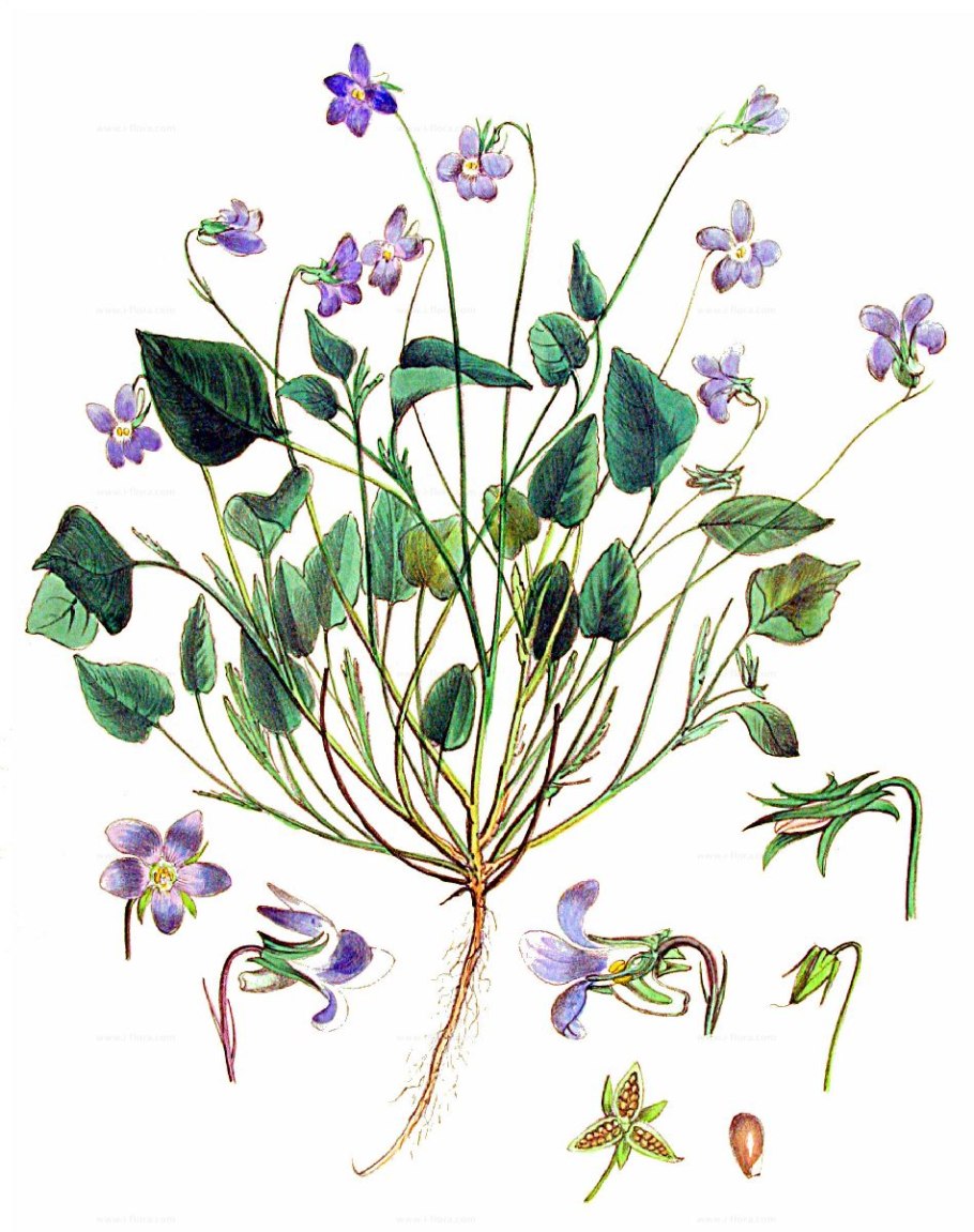 Виола Ботаническая иллюстрация