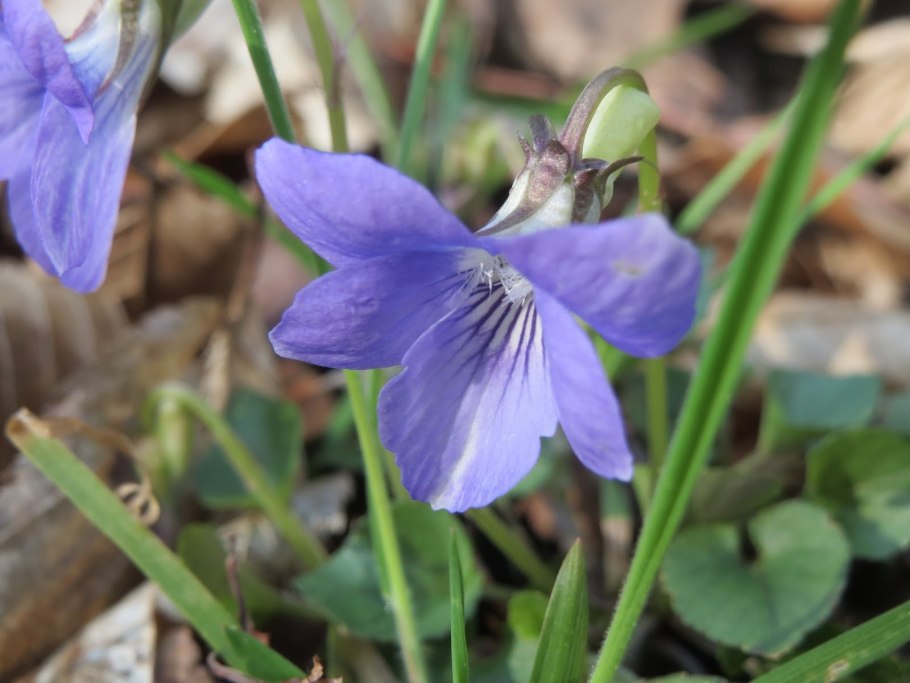 Viola zimneea