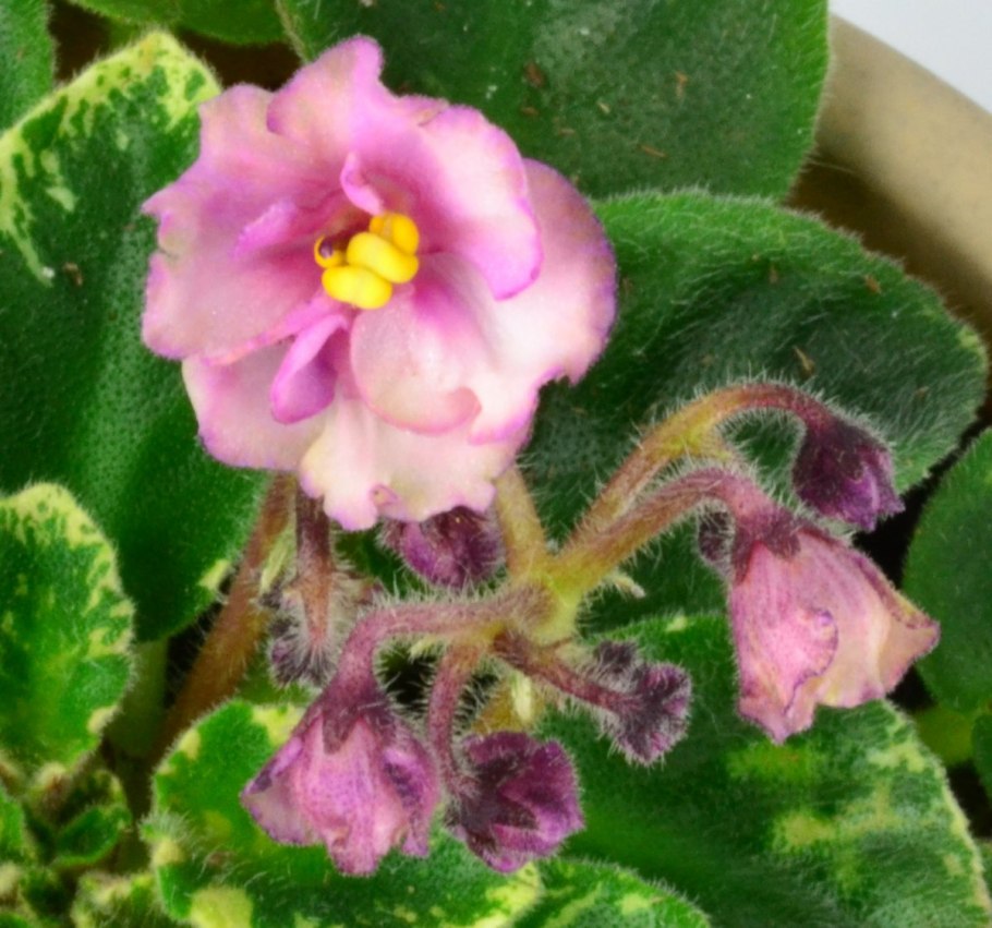 Фиалка купорос