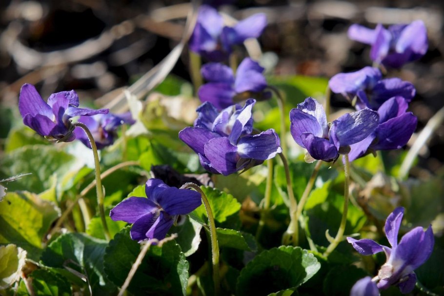 Виола (Viola sororia) Иллино́йса