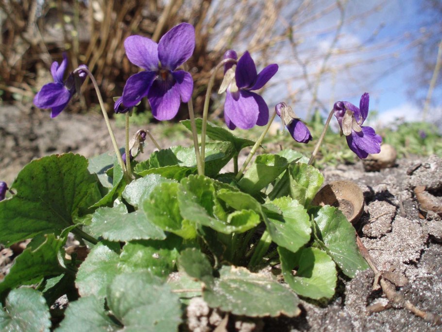 Фиалка (viola odorata)