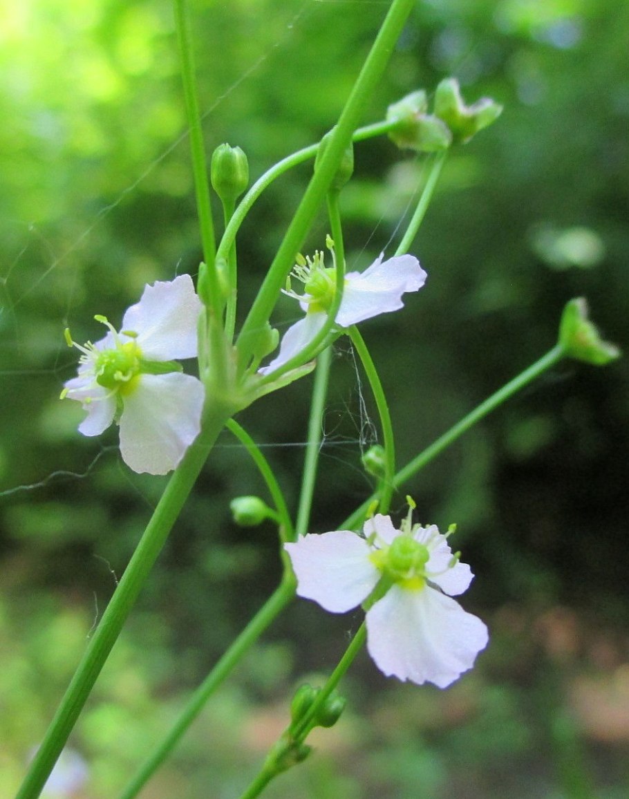 Крестоцветный сорняк с белыми цветами