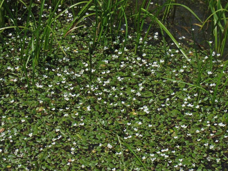 Частуха ланцетная