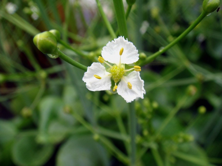 Caldesia parnassifolia