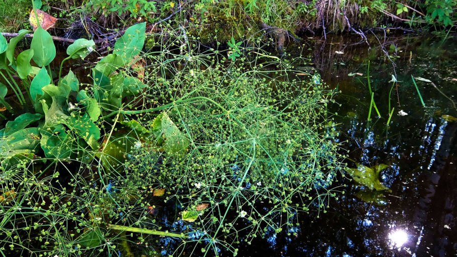 Стрелолист злаковый
