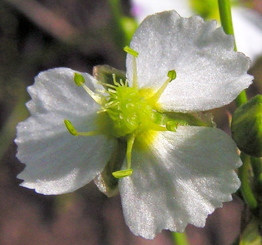 Caldesia parnassifolia