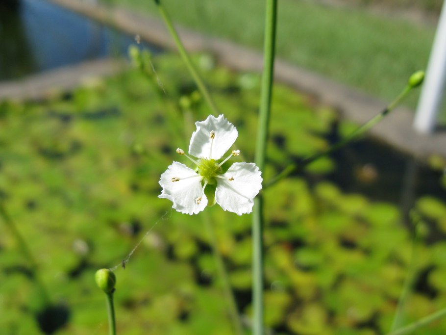 Caldesia parnassifolia