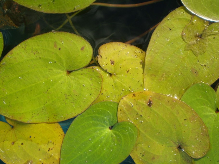 С.Частуха Владимирская область