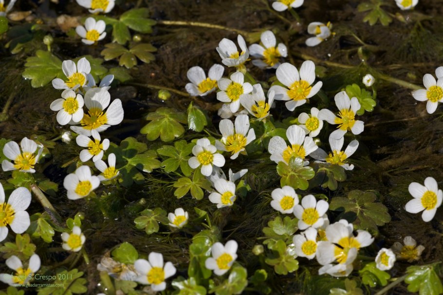 Частуха обыкновенная