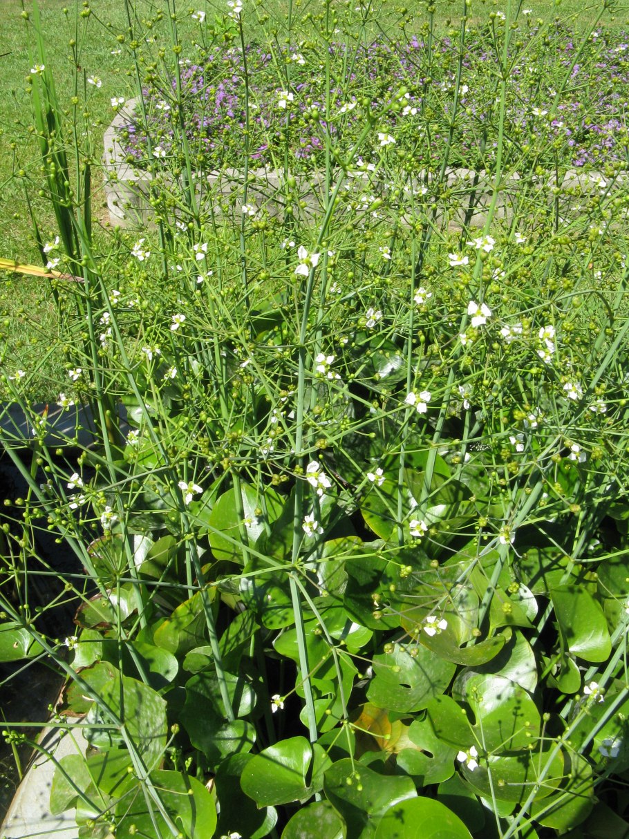 Частуха Валенберга