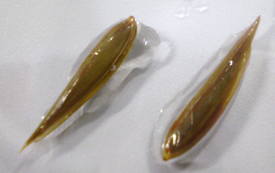 Частуха Болотная