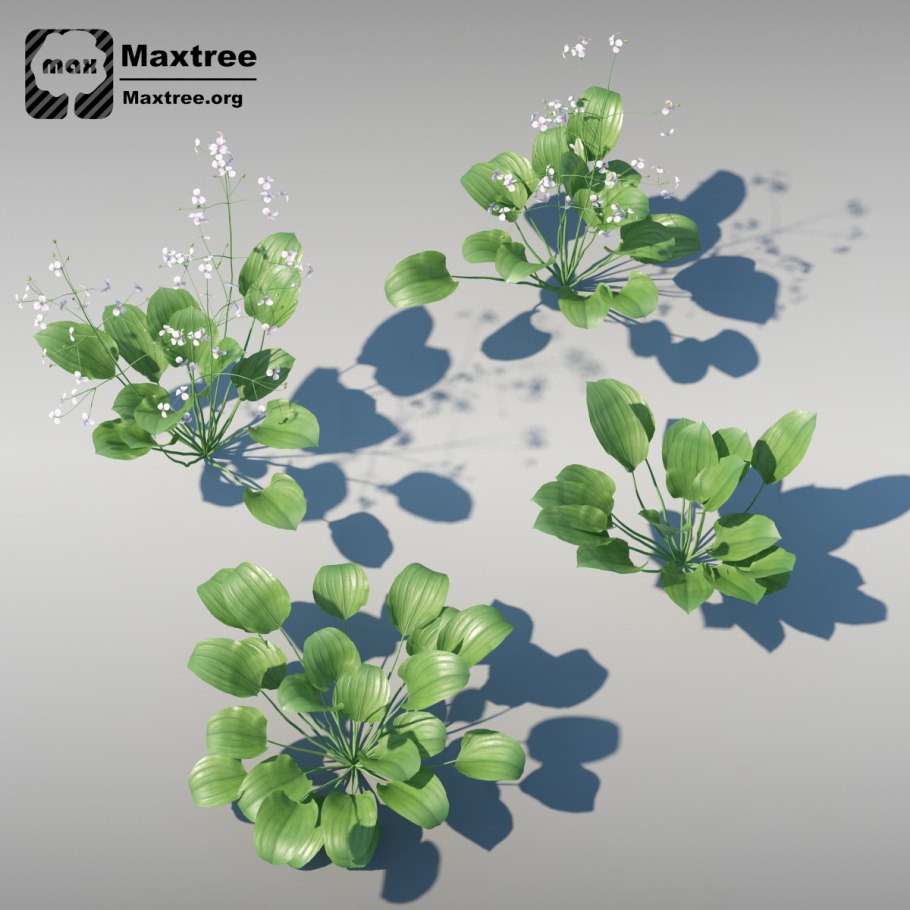 Кальдезия почковидная